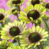 Echinacea Green Envy